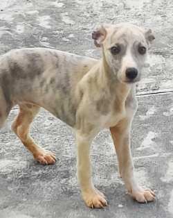 DogsIndia.com - Whippet - Nihal