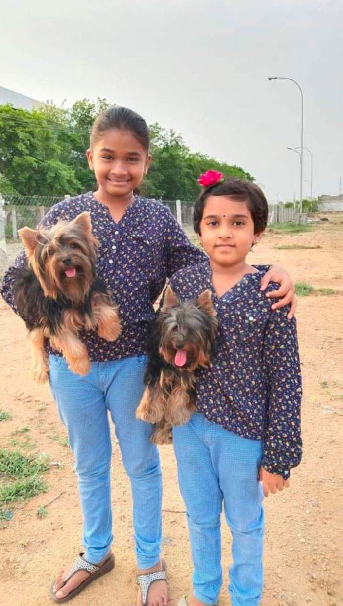 DogsIndia.com - Yorkshire Terrier - Rago's Kennel - Saravanan