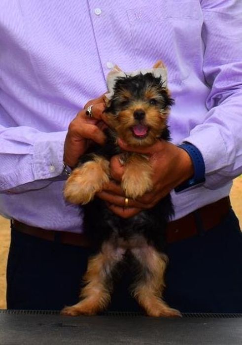 DogsIndia.com  Yorkshire Terrier  Rago's Kennel  Saravanan