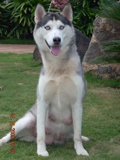 Bambi Siberian Husky