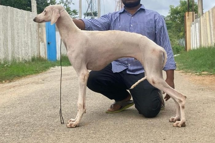 DogsIndia.com - Adoption - Caravan Hound - Bigben