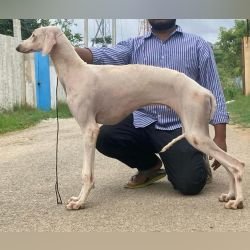 DogsIndia.com - Adoption - Caravan Hound - Bigben