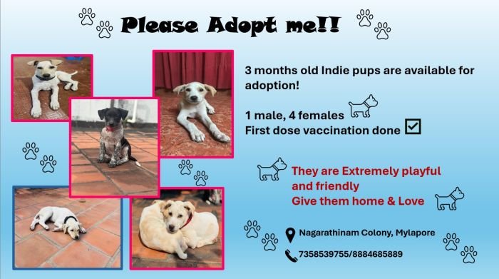 DogsIndia.com - Adoption Puppies