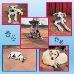 DogsIndia.com - Puppies for Free Adoption