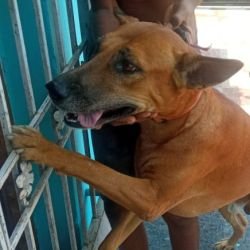 DogsIndia.com - Adoption - Kombai - Santhana Krishnan