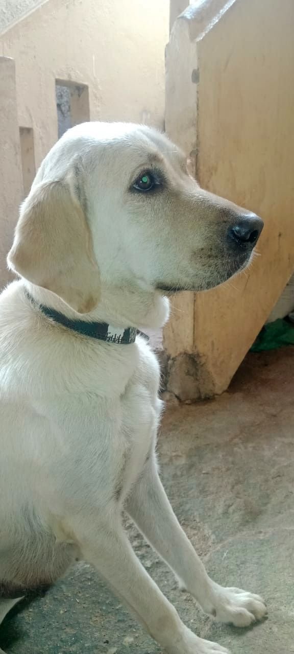 DogsIndia.com - Adoption - Lab - Bangalore