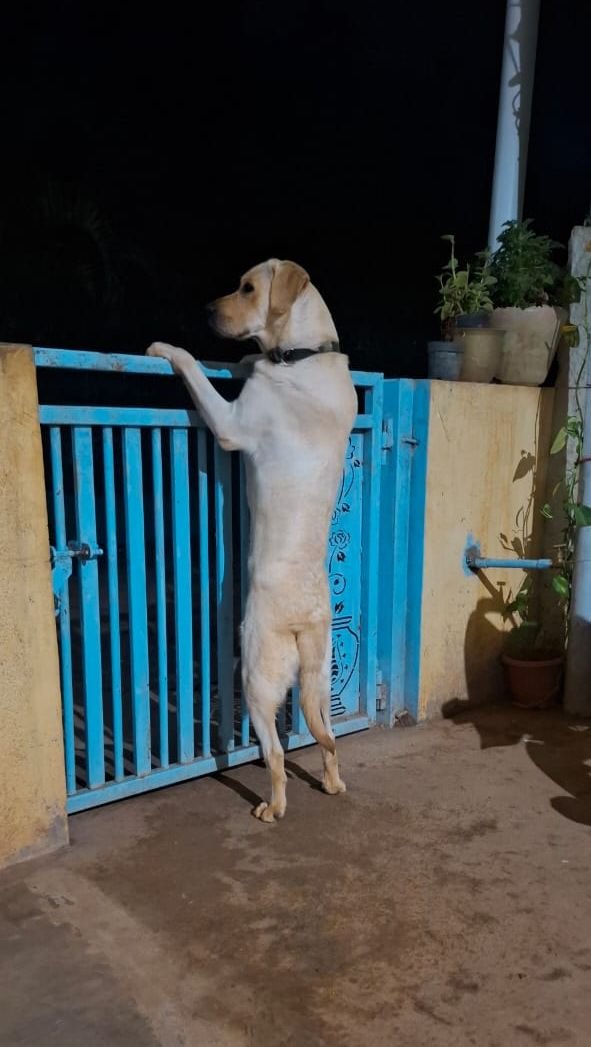 DogsIndia.com - Adoption - Lab - Bangalore