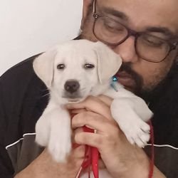 Free For Adoption - Puppy from Latha