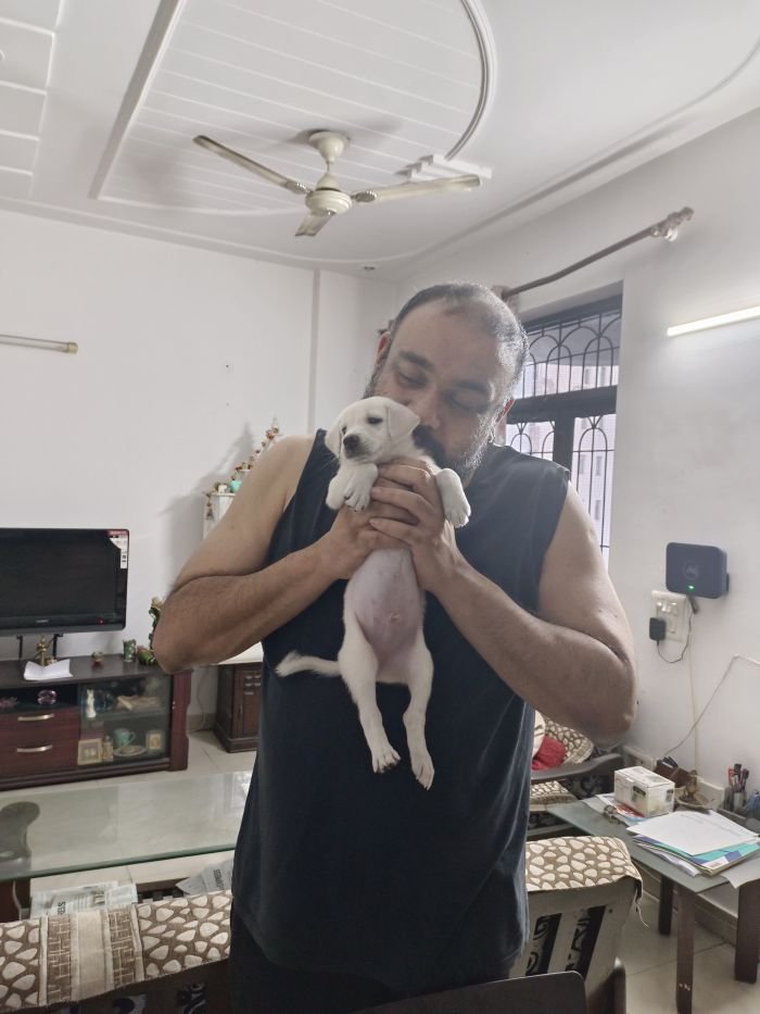 Free For Adoption - Puppy from Latha