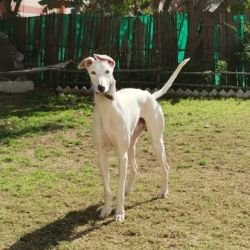 DogsIndia.com - Adoption - Rampur Hound