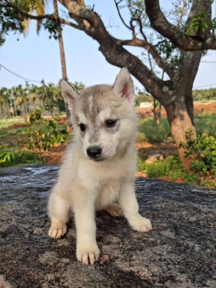 adoption_siberian_smitha_pic1_18-6-26