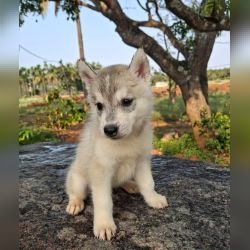 adoption_siberian_smitha_pic1_18-6-26