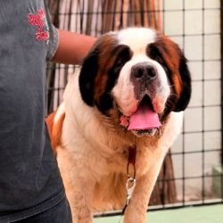 DogsIndia.com - Adoption - St.Bernard - Smitha