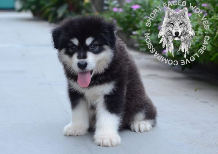 DogsIndia.com - Alaskan Malamute - Rahul