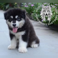 DogsIndia.com - Alaskan Malamute - Rahul