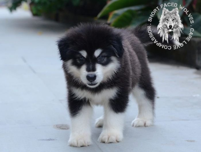 DogsIndia.com - Alaskan Malamute - Rahul