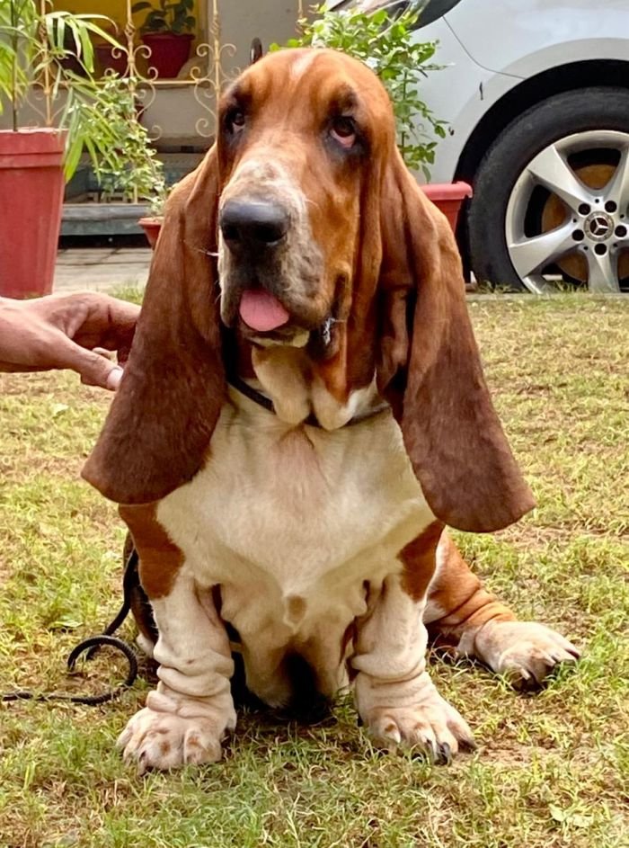 DogsIndia.com Basset Hound Priya Mulani Bhandari