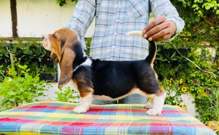 DogsIndia.com Basset Hound Priya Mulani Bhandari