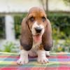 DogsIndia.com  Basset Hound  Priya Mulani Bhandari