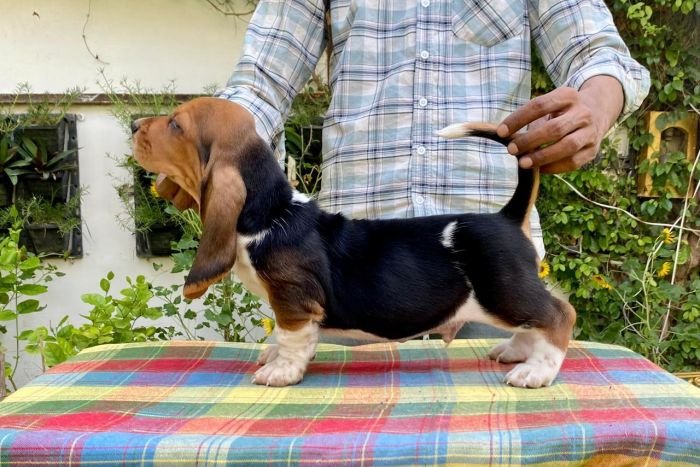 DogsIndia.com Basset Hound Priya Mulani Bhandari