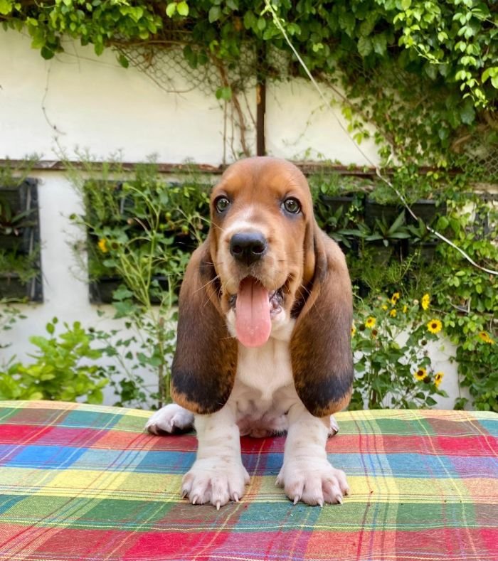 DogsIndia.com Basset Hound Priya Mulani Bhandari