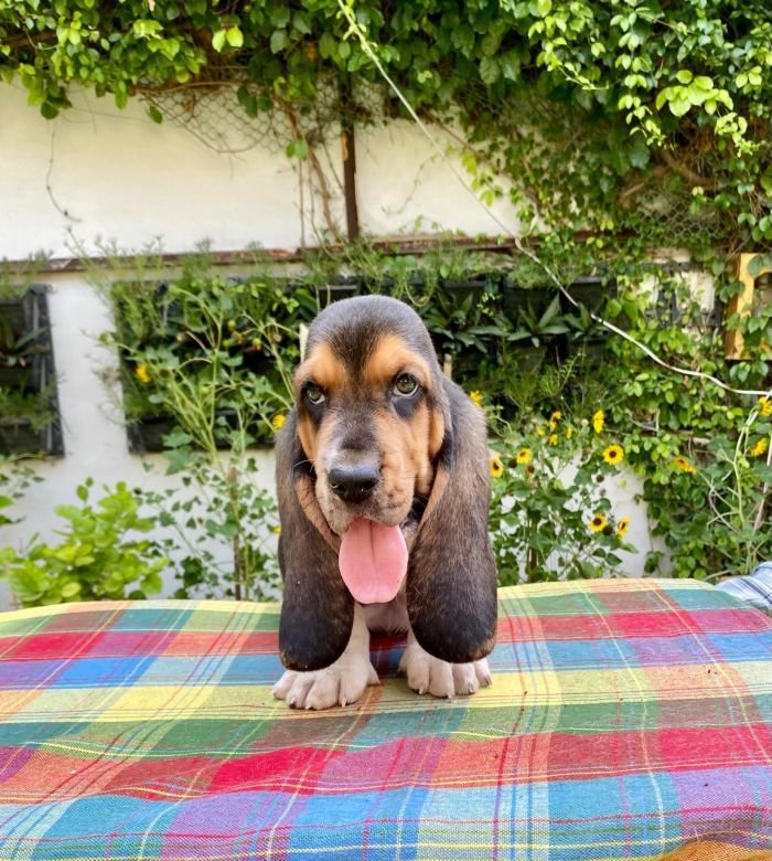 DogsIndia.com Basset Hound Priya Mulani Bhandari