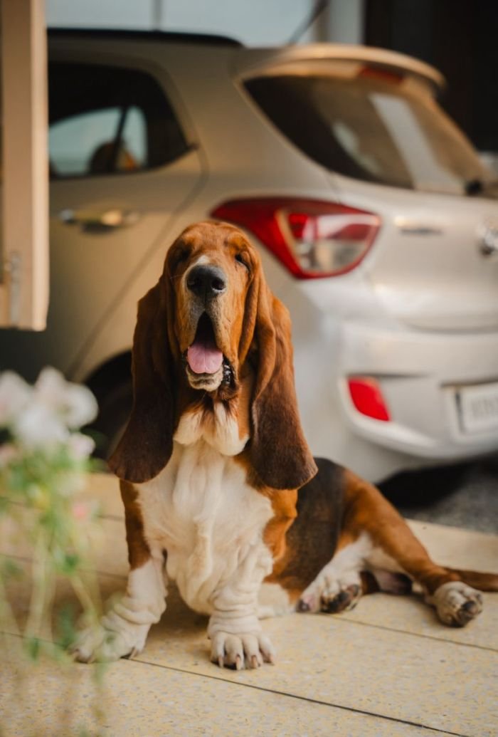 DogsIndia.com  Basset Hound  Priya Mulani Bhandari