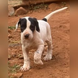 DogsIndia.com - Bulli Kutha - Thomas