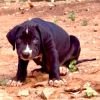 DogsIndia.com - Bulli Kutha - Thomas