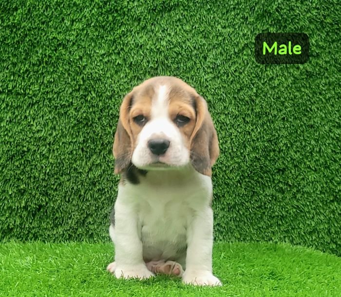 DogsIndia.com - Beagle - Crossfields