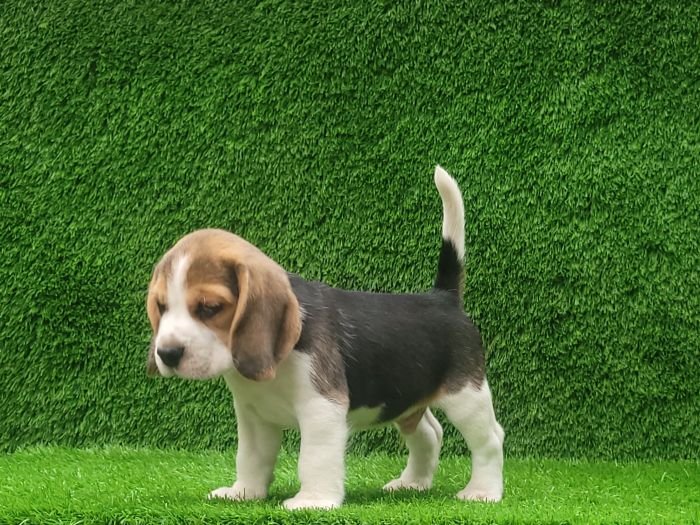 DogsIndia.com - Beagle - Crossfields