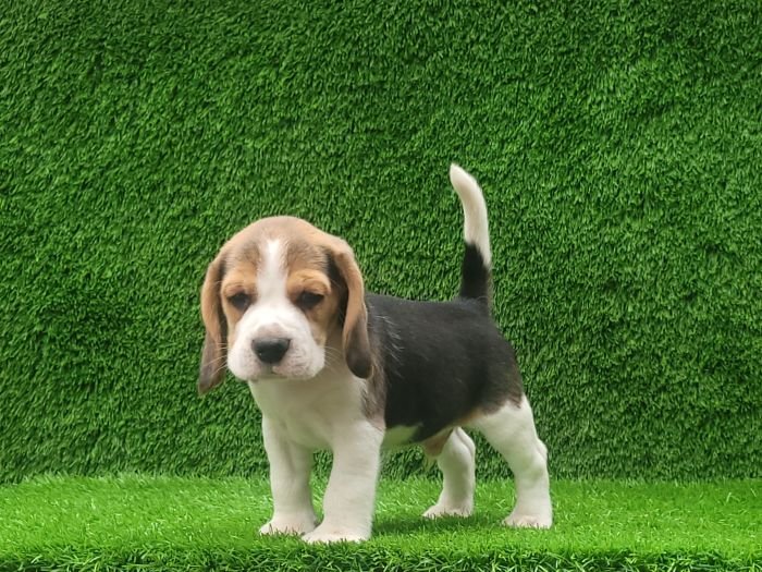 DogsIndia.com - Beagle - Crossfields