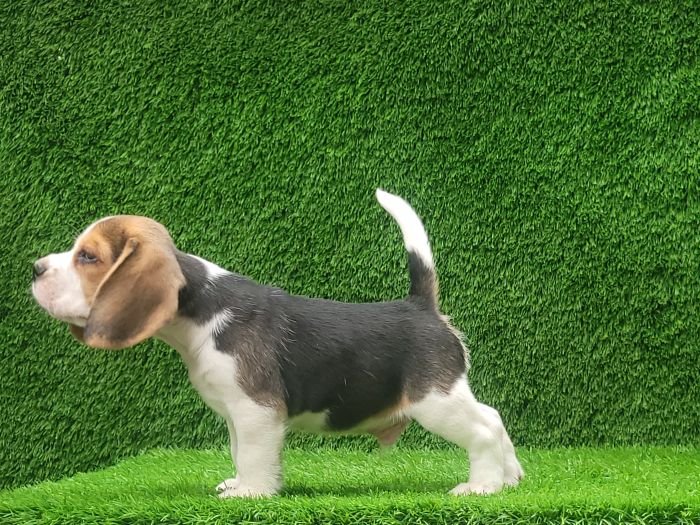 DogsIndia.com - Beagle - Crossfields