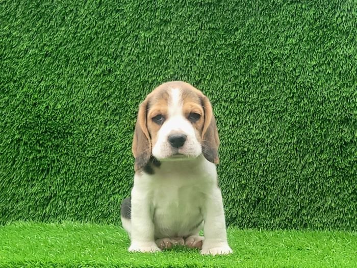 DogsIndia.com - Beagle - Crossfields