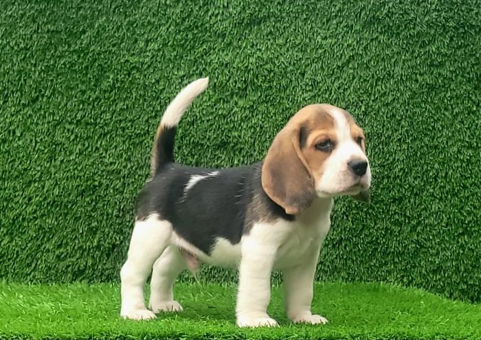 DogsIndia.com - Beagle - Crossfields