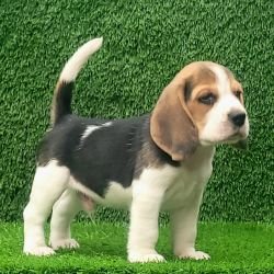 DogsIndia.com - Beagle - Crossfields