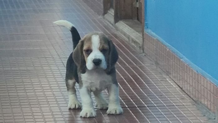 DogsIndia.com - Beagle - Crossfields