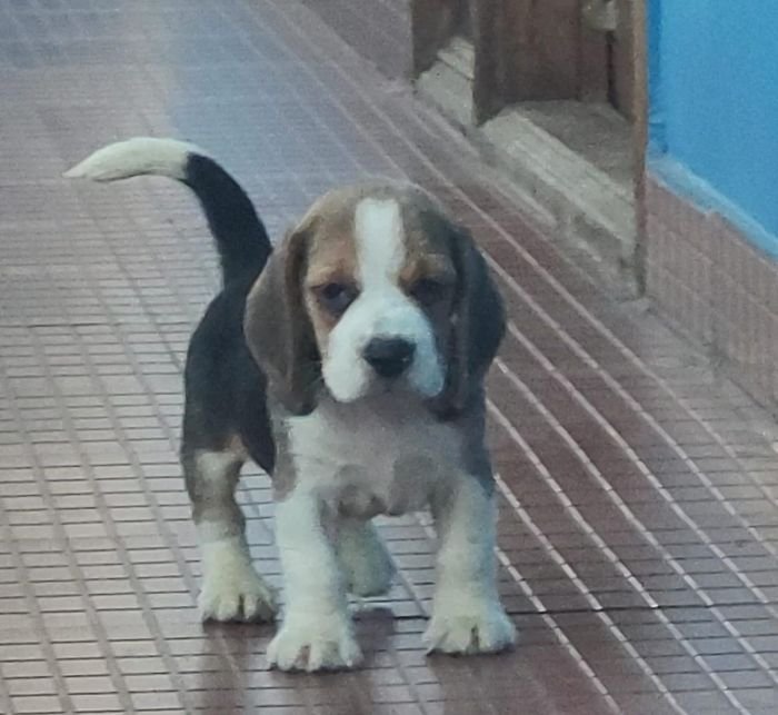 DogsIndia.com - Beagle - Crossfields