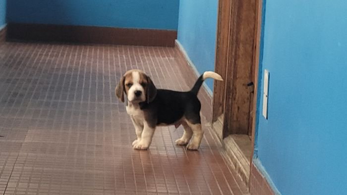 DogsIndia.com - Beagle - Crossfields