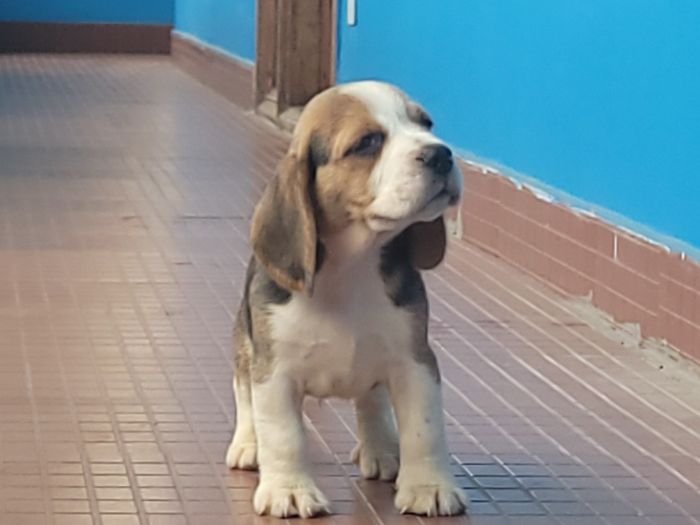 DogsIndia.com - Beagle - Crossfields