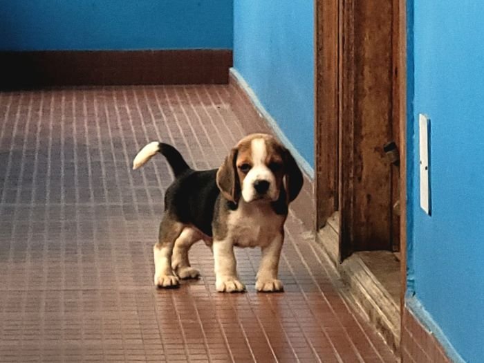 DogsIndia.com - Beagle - Crossfields
