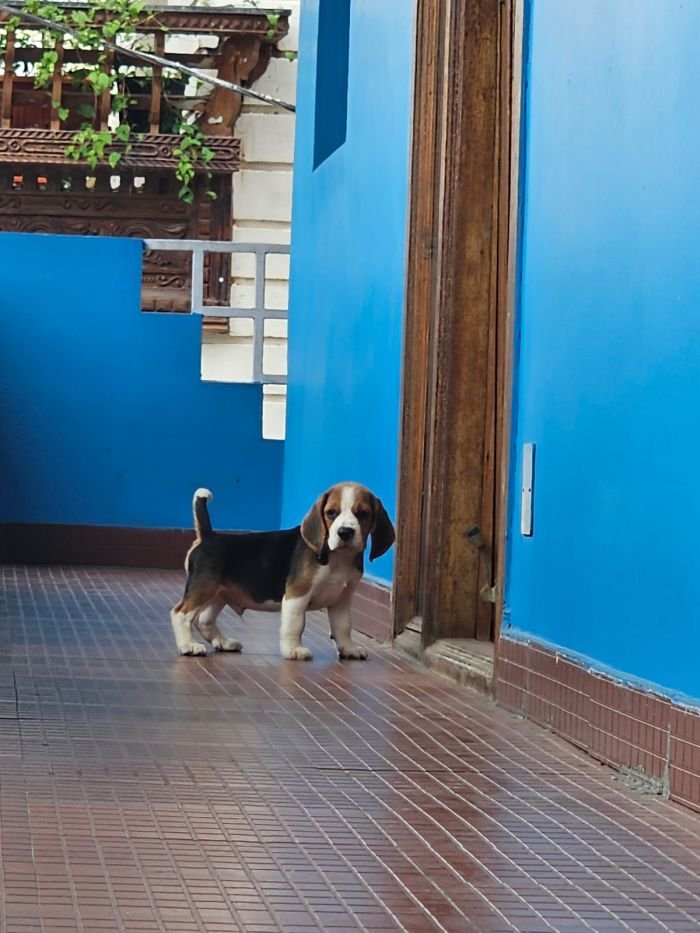 DogsIndia.com - Beagle - Crossfields