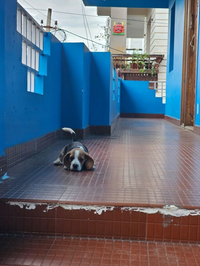 DogsIndia.com - Beagle - Crossfields