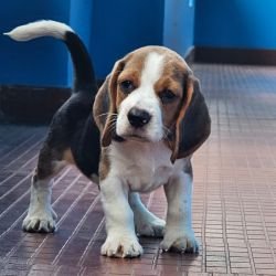 DogsIndia.com - Beagle - Crossfields