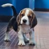DogsIndia.com - Beagle - Crossfields