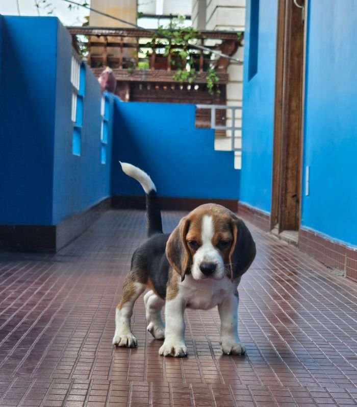 DogsIndia.com - Beagle - Crossfields
