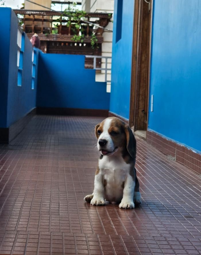 DogsIndia.com - Beagle - Crossfields