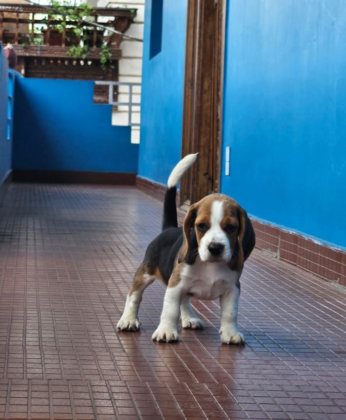 DogsIndia.com - Beagle - Crossfields
