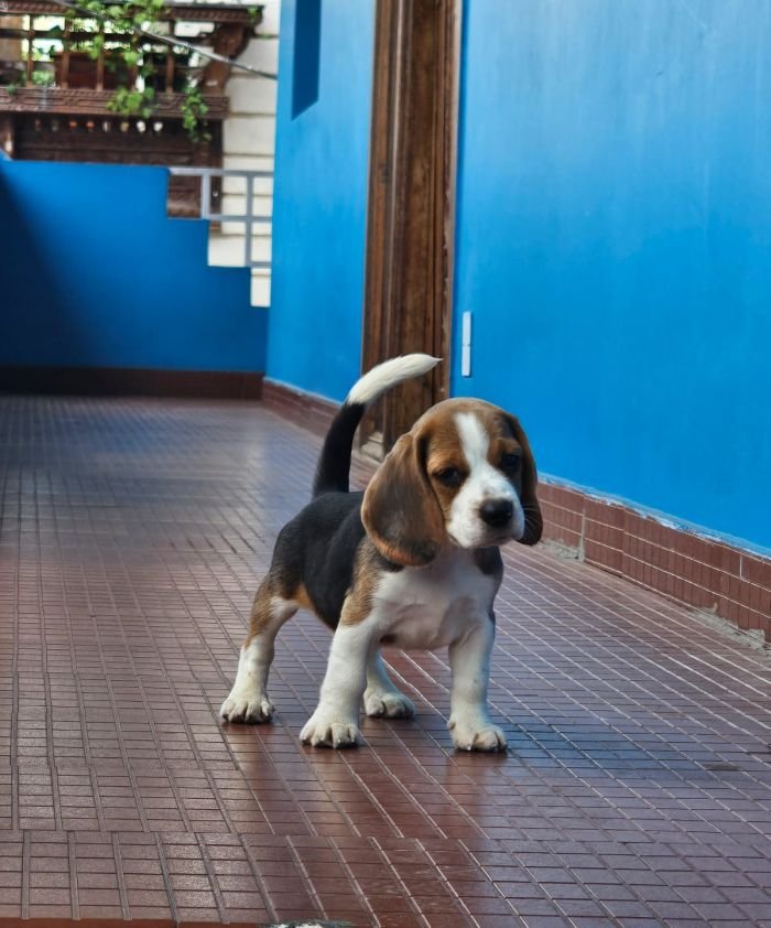 DogsIndia.com - Beagle - Crossfields