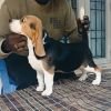 DogsIndia.com  Beagle Faithtrot